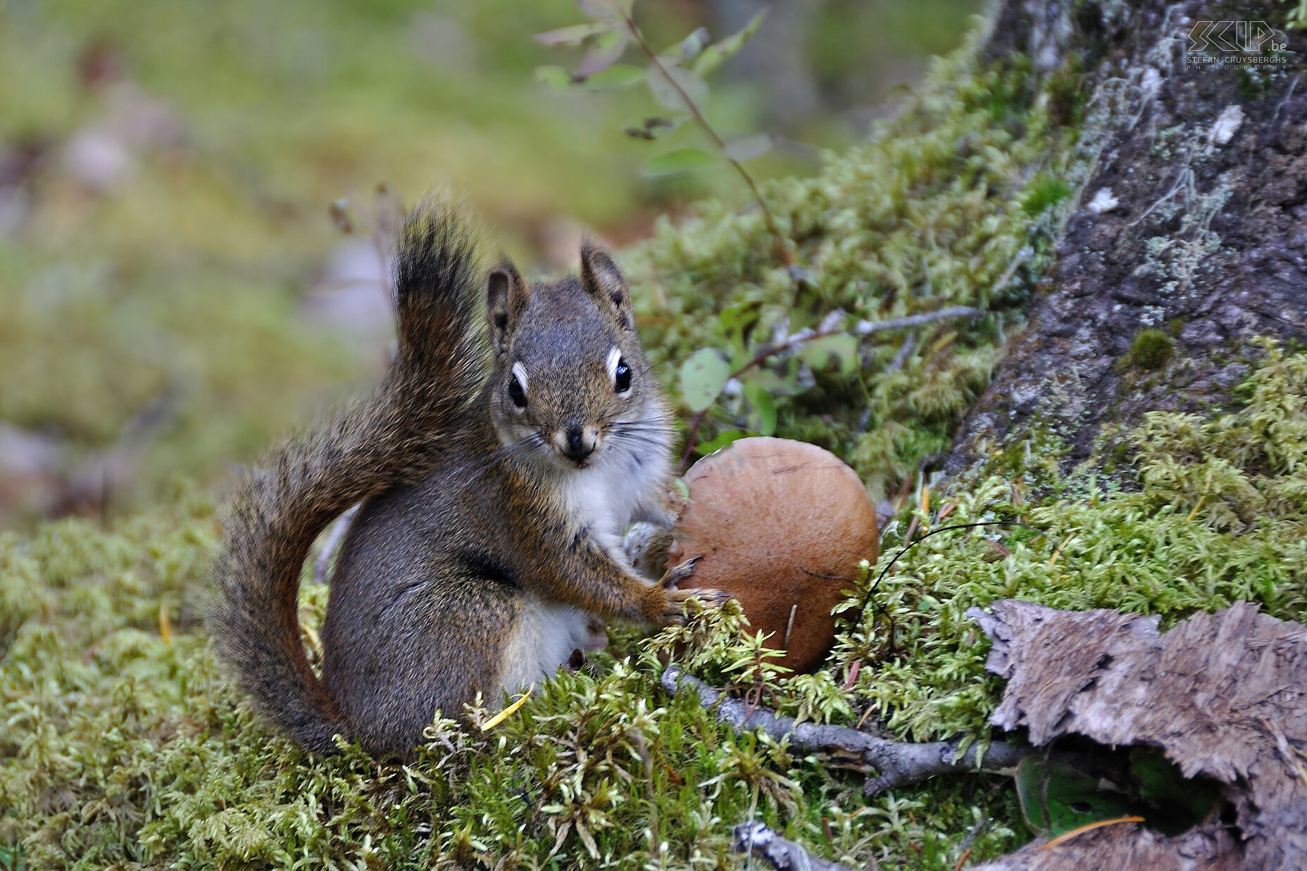 Mount Robson PP - Berg Lake Trail - Tree squirrel  Stefan Cruysberghs